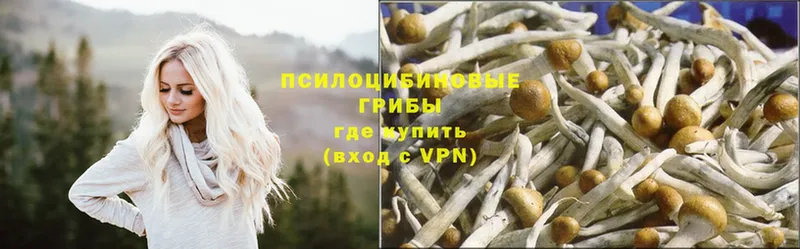 закладка  Агрыз  Галлюциногенные грибы Psilocybe 